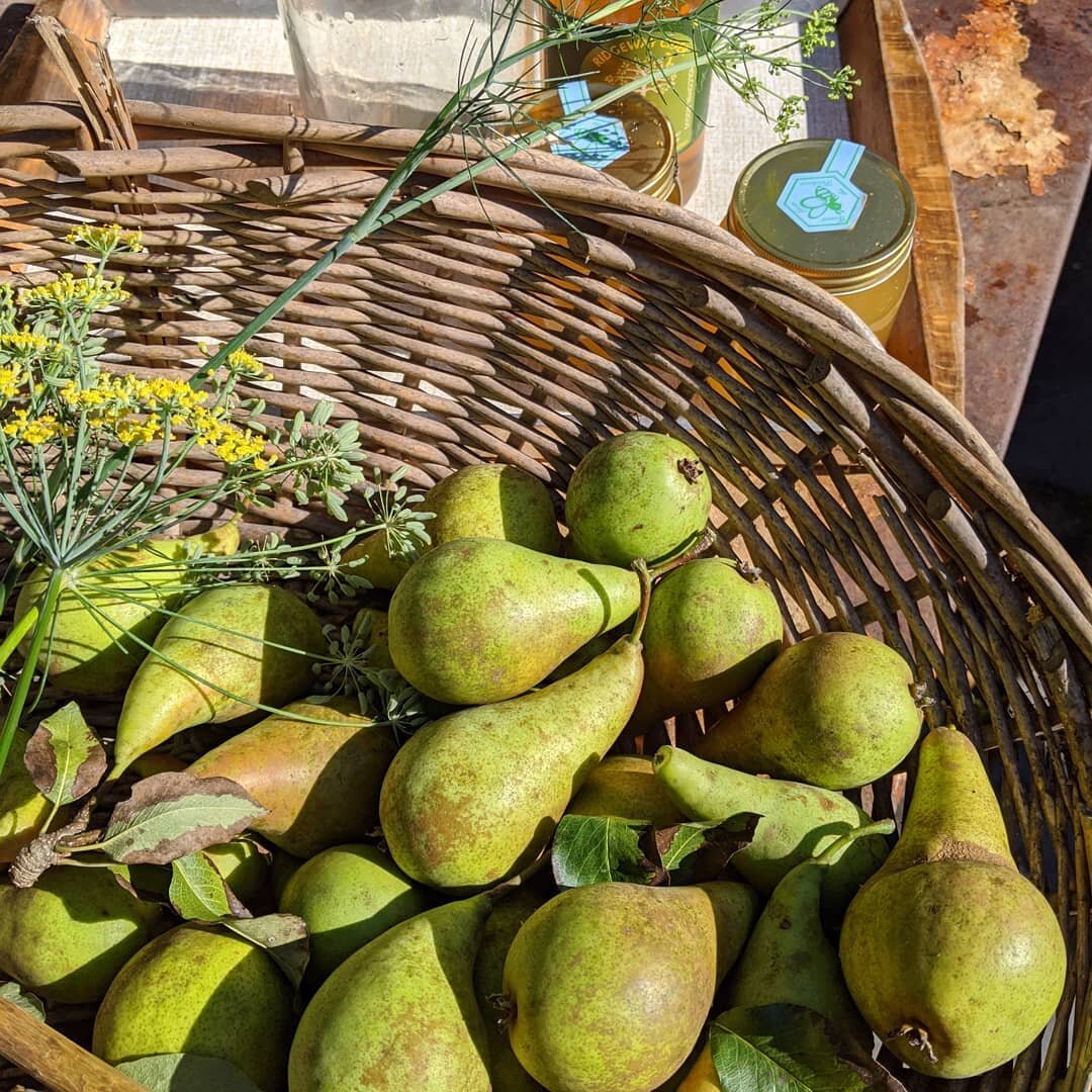 Preserving pears and fennel seed in honey and raw apple cider vinegar in the sunshine yesterday. This is an oxymel made with a third honey and two thirds acv. Thanks @wondergut for the recent oxymel refresher on the @betonicaschoolofherbalmedicine Summer School. My cherry oxymel made in June is so good. I'm hoping these pears will be perfect with cheese in a couple of months time, and the sweetsour pear and fennel juice will be great with fizzy water or maybe with some sugar reduced into a syrup....the excitement and anticipation of putting stuff in jars. #preserving #pears #oxymel #microbes #harvest #glut #fennelseed #honey #applecidervinegar #doitnow