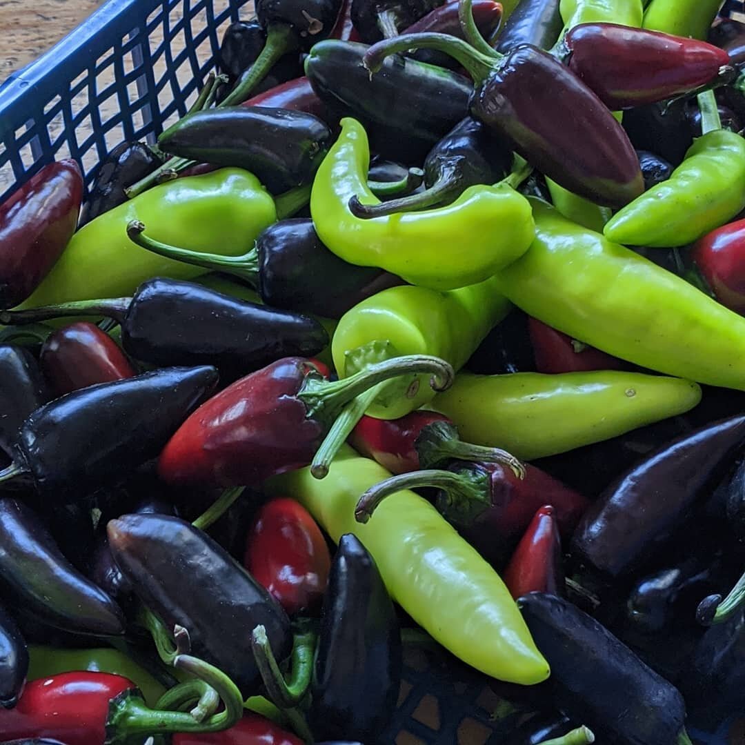 Playing with fire. Making fermented hot sauces with lovely chilis from @steepholdingcsa. #fermentedveg #chilli #abundance #harvest #lactofermented #hotsauce #somerset