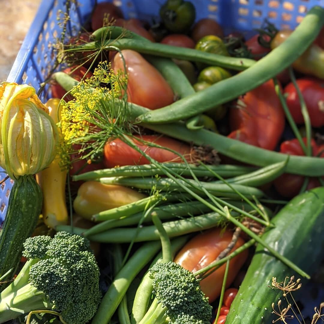 Amazing how a week of sunshine has got everything performing again. #vegpatch #tomatoes🍅 #cucumber #courgette #produce #somerset