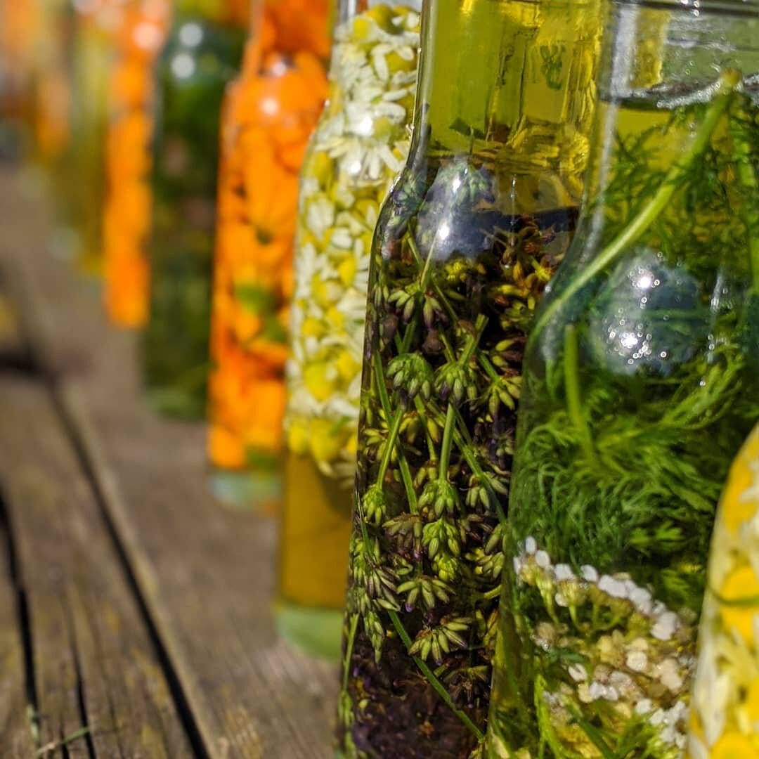Tincture making at @betonicaschoolofherbalmedicine Summer School. We made these on the first day and they spent a couple of days in the sunshine before coming inside to steep for a coyple of weeks. We have made so much this week and  my head is full of how to incorporate more herbs into my ferments. There is so much to learn and I love that the learning is as much about practical experimentation on yourself.
For anyone  interrested in learning about fermentation I have 2 spots on my Introduction to Fermenting day on Tuesday here in Somerset. Info on the website, link in bio or message me and ill send link.
#fermentedfoods #fermentation #classed #learning #herbs #medicinalherbs #teaching #summerschool